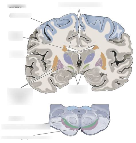 Basal Ganglia Diagram Quizlet