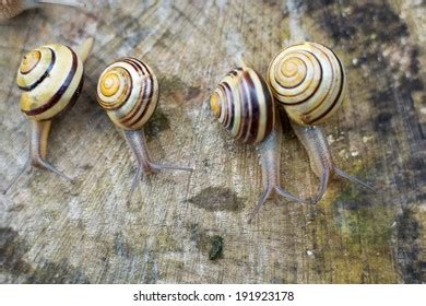 Snail Racing Stock Photo 191923178 Shutterstock