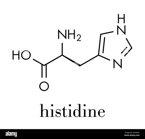 Histidine L Histidine His H Amino Acid Molecule Skeletal Formula