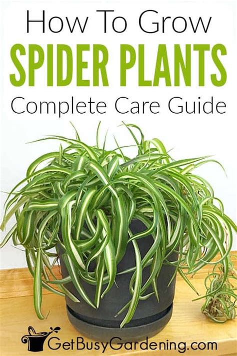 Spider Plant Care Guide How To Grow Chlorophytum Comosum Artofit