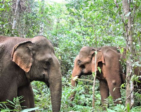 cambodia wildlife sanctuary