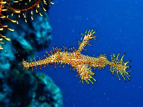 Ornate ghost pipefish - Moalboal Reef Species