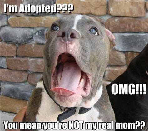 Adopted Dog | NuttyTimes – Funny Pics & More