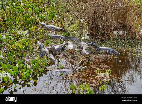 Black Caiman Habitat Hi Res Stock Photography And Images Alamy