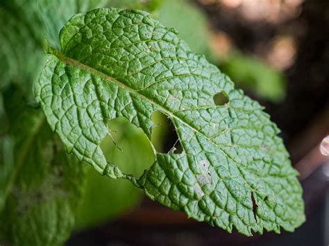 Identifying Insect Pests And 8 Natural Methods To Eradicate Them Hort People