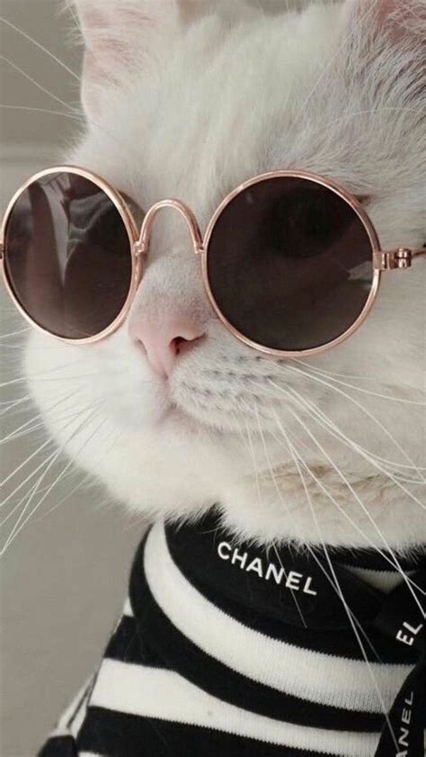 Pin by 🖤 on Обои | Cat aesthetic, Beautiful cats, Funny cat wallpaper