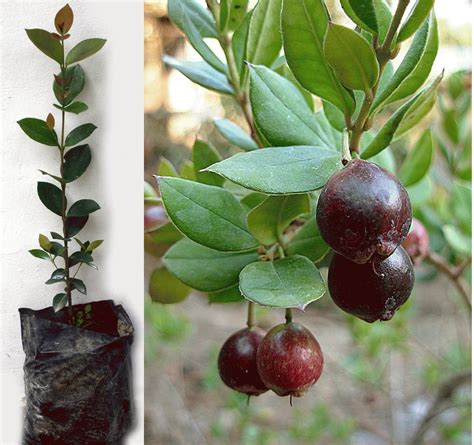Миртовые (Большое количество фото) - treepics.ru