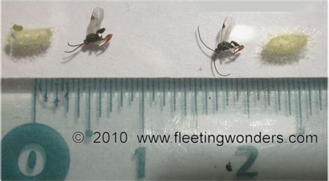 Natural History Braconid Wasps Fleetingwonders