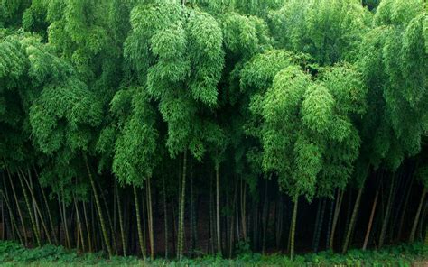 Chinese Bamboo Wallpapers Top Những Hình Ảnh Đẹp