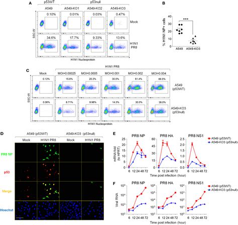 Frontiers Influenza A Virus Facilitates Its Infectivity By Activating