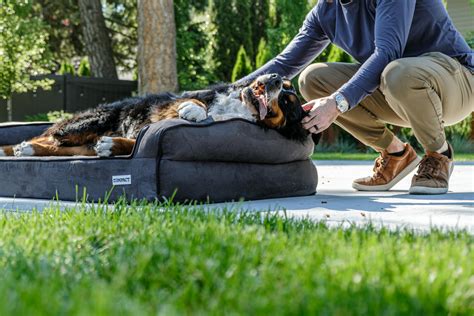 Discover Akbash Dog Size And Unique Characteristics