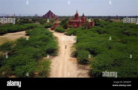 Burmese Jungle Trees Stock Videos And Footage Hd And 4k Video Clips Alamy