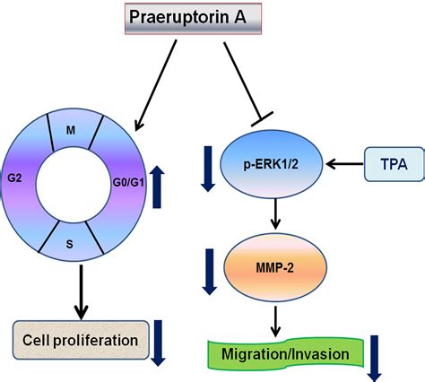 IJMS Free Full Text Praeruptorin A Inhibits Human Cervical Cancer