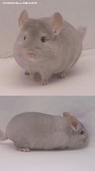 Violet Chinchilla Carrier
