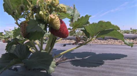 Middleton Farms holds first-ever U-Pick Strawberries event | KEPR