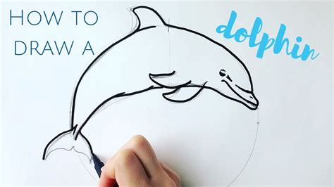 Beginners How To Draw A Dolphin Step By Step Youtube