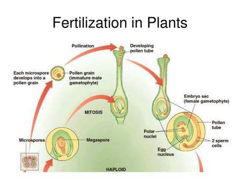 Ppt Mendel And Genetics Powerpoint Presentation Free Download Id