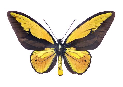 Birdwing Butterfly 2 - Fine art prints