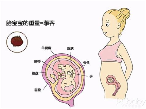 懷孕1 10個月胎兒生長發育指標（附圖乾貨） 每日頭條