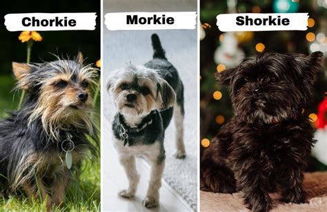 7 Different Types Of Yorkie Breeds