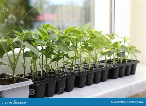 Seedlings Growing In Plastic Containers With Soil On Windowsill Indoors