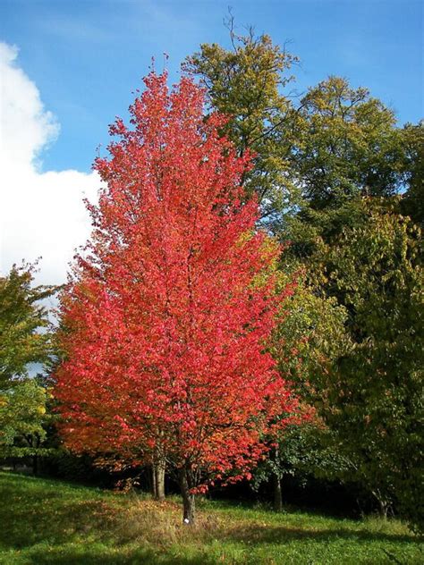 Acer rubrum Red Maple | Florabundance Gardens