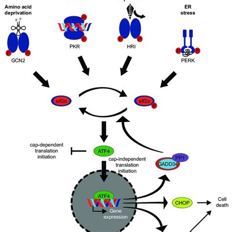 Rnai Transgenic Mouse Models A Schematic Representation Of The