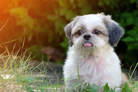 Shih Tzu Gazeta Wsp Czesna