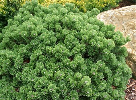 Pinus Mugo Sherwood Compact Dwarf Mugo Pine Kigi Nursery