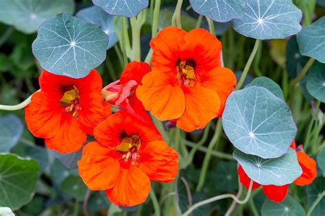 How To Grow And Care For Nasturtium Bbc Gardeners World Magazine