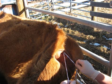 4r Ranch Prolapse