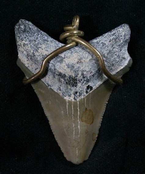 Megalodon Tooth Pendant - 1.7" (#8072) For Sale - FossilEra.com