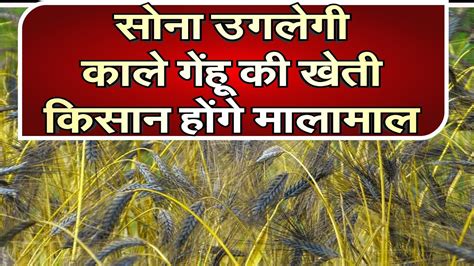 Organic Farmingलहलहाने लगी काले गेंहू की फसल Youtube