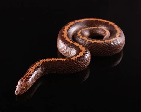 10 Fascinating Kenyan Sand Boa Morphs