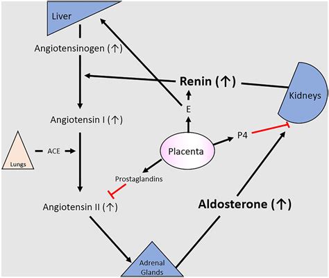 Maternal Renin Angiotensin Aldosterone System Raas In Pregnancy