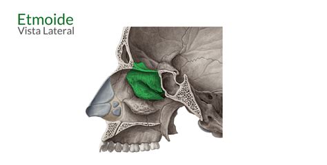 Anatomia Da Maxila OdontoUp