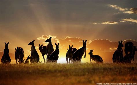 Interesting facts about Australia | Just Fun Facts