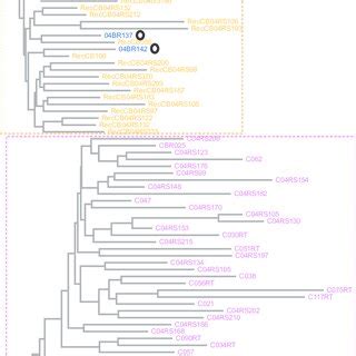 Maximum Likelihood Tree Constructed Using Nearest Neighbor Interchange