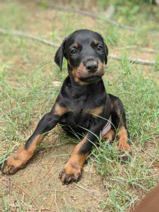 Find Purebred Doberman Dogs and Puppies for sale | Mr n Mrs Pet