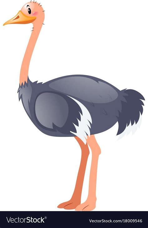 An Ostrich Is Standing On One Leg And Looking To The Side With Its Head