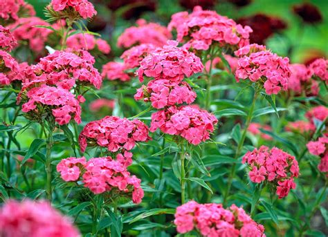 Dianthus Barbatus Dunkelrosa Bartnelke Bild Kaufen