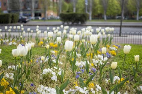 Een Veld Met Witte Tulpen Met Een Blauwe En Gele Bloem In Het Midden