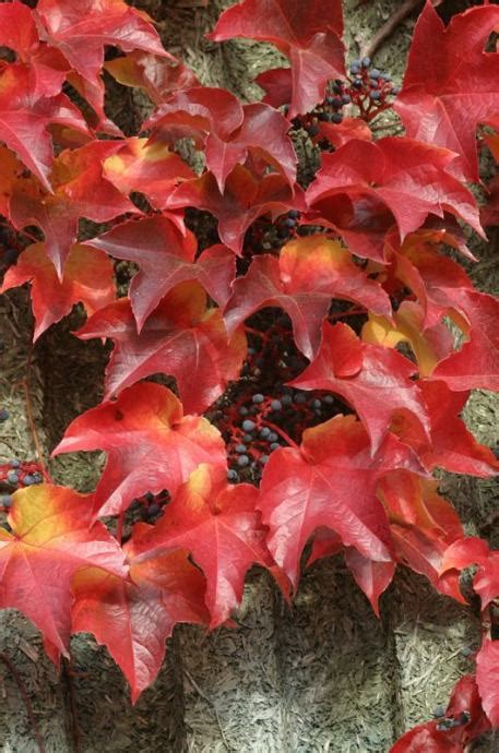 Parthenocissus tricuspidata AMERIČKA LOZICA sadnica