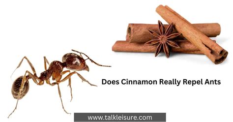 Cinnamon As Ant Repellent Way To Get Rid Of Ants With Cinnamon Talk