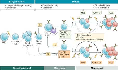 Chronic Lymphocytic Leukaemia From Genetics To Treatment Nature Reviews Clinical Oncology X Mol