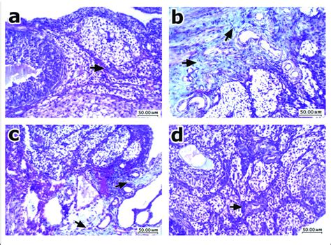 Histopathologic Features Of Ovarian Sections Stained With Masson S