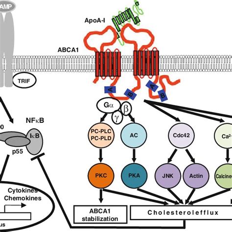 HDL Induced Cell Signaling Mediated By S1P The Binding Of HDL To