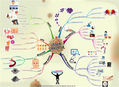 Mapa Mental de la Célula Tipos Partes FuncionesMIRAR