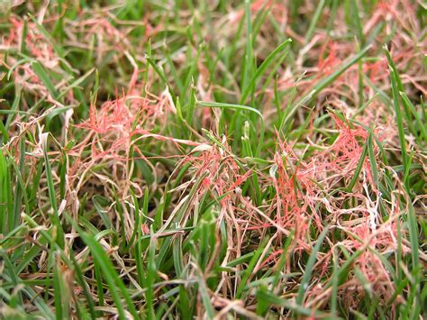 Red Thread And Pink Patch Making Annual Appearance In Pa Lawns Penn State Turfgrass