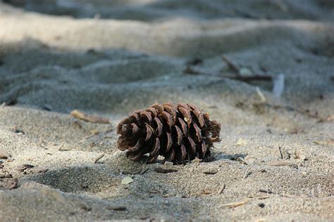 The Life of a Pinecone Photograph by Tanya Shockman - Pixels